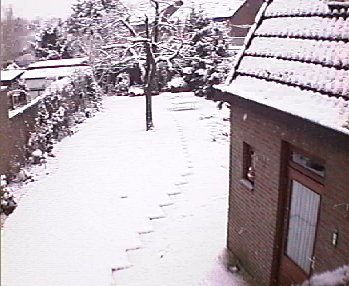 Back yard